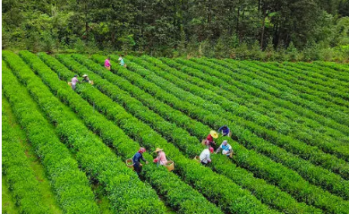 2022上海市茶业职业培训课程介绍