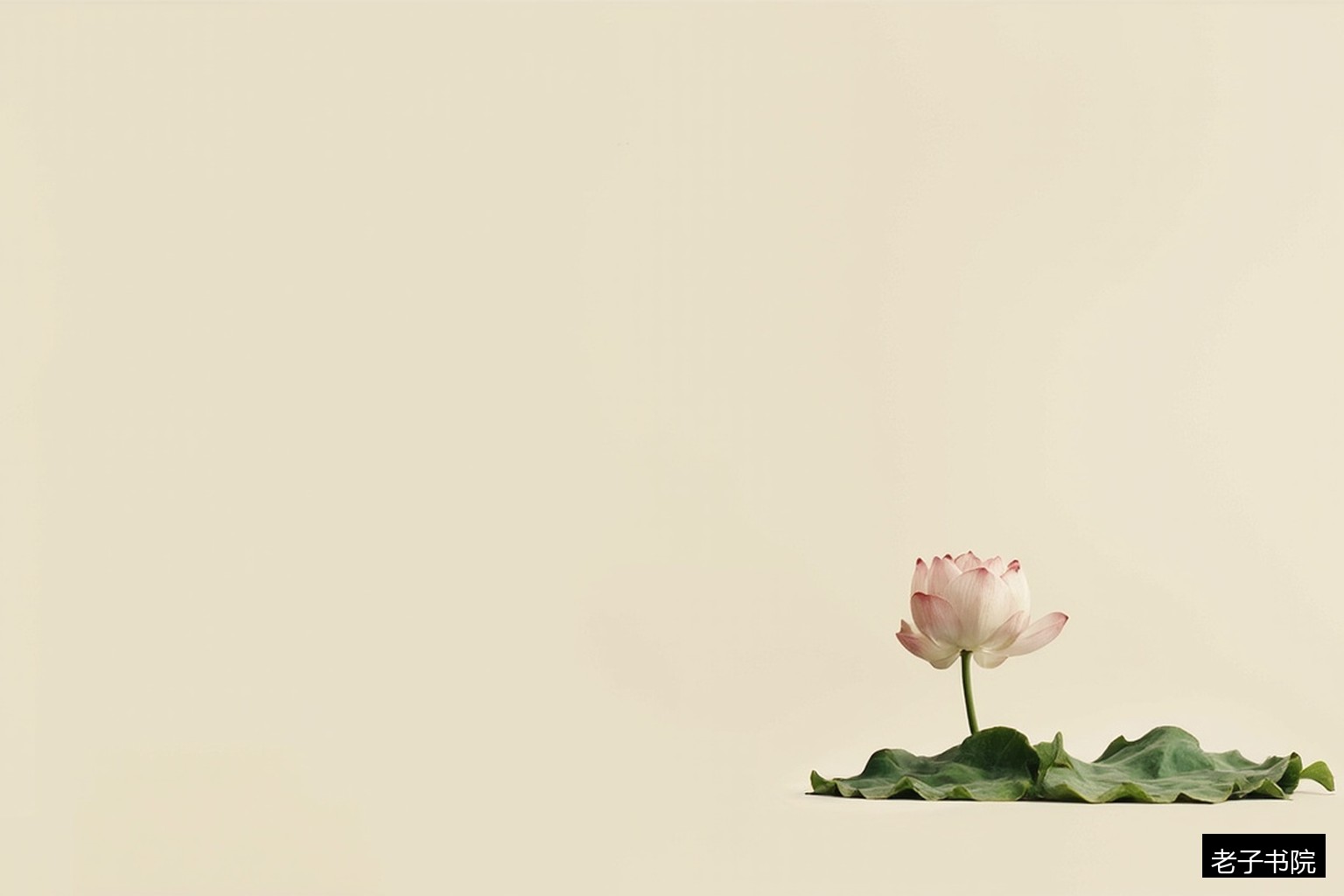 莲花心经静物